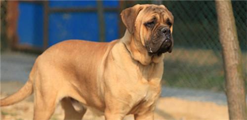 马士提夫犬 马士提夫犬 马士提夫犬-档案资料，马士提夫犬-历史起源