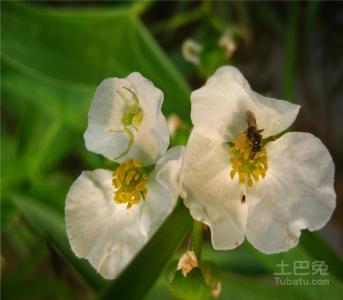 慈菇的营养价值 慈菇 慈菇-介绍，慈菇-营养分析