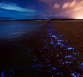 蓝眼泪 海底微生物  蓝眼泪 海底微生物 -生活习性，蓝眼泪 海底