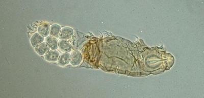 物种分类 水熊虫 水熊虫-基本简介，水熊虫-物种分类