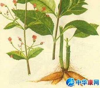 简述 概述 玄参 玄参-概述，玄参-药品简述