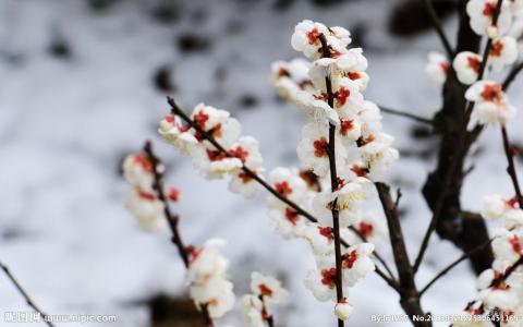 傲雪寒梅独自开谁写的 傲雪寒梅