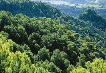 四座楼风景区 四座楼风景区 四座楼风景区-简介，四座楼风景区-物种资源