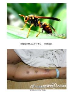 夺命毒蜂 《夺命毒蜂》 《夺命毒蜂》-基本资料，《夺命毒蜂》-内容简介