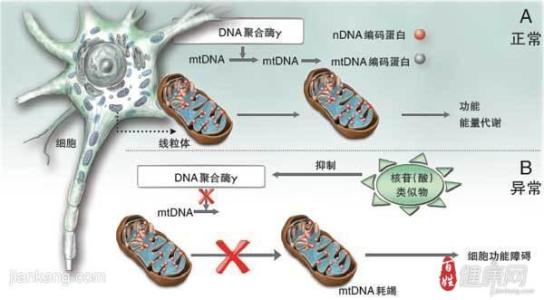 线粒体遗传病都有哪些 线粒体遗传病