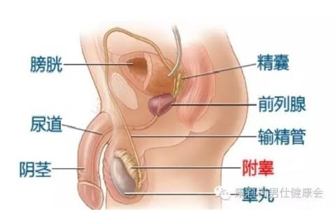 睾丸炎或附睾炎 病因 睾丸附睾炎 睾丸附睾炎-附睾炎的病因及鉴别诊断，睾丸附睾炎-病