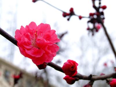 又是一年春来到 春联 又是一年春来到