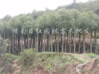 湖南移栽香樟 移栽香樟 移栽香樟-培育，移栽香樟-小苗移栽