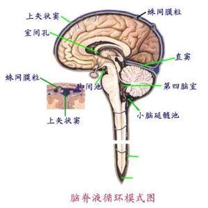 口腔溃疡的发病原因 脑脊液鼻漏 脑脊液鼻漏-描述，脑脊液鼻漏-发病原因