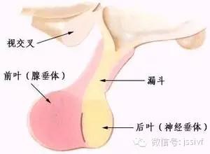 科学的定义和分类 高血粘症 高血粘症-定义，高血粘症-分类