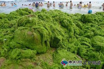 浒苔怎么吃 浒苔怎么读？