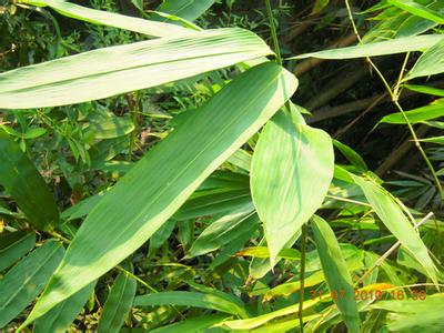 小叶紫檀树 形态特征 芦苇叶 芦苇叶-?芦苇叶，芦苇叶-形态特征