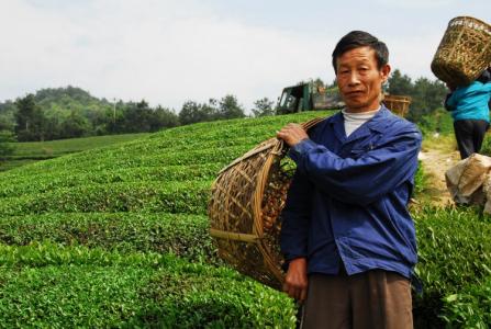 茶农直销网 茶农 茶农-基本内容