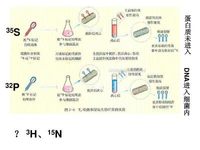 同位素标记法的原理 同位素标记法 同位素标记法-概念解释，同位素标记法-原理介绍
