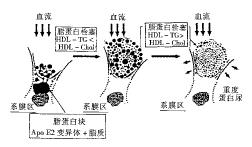 海洋生物概述 载脂蛋白E 载脂蛋白E-概述，载脂蛋白E-结构与生物合成