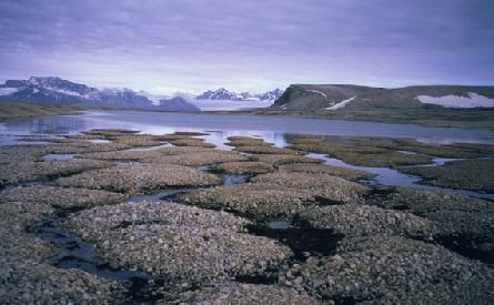 canary in the mine permafrost