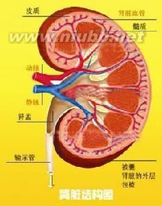 中医治疗肾功能不全 肾功能 肾功能-西医角度，肾功能-中医角度