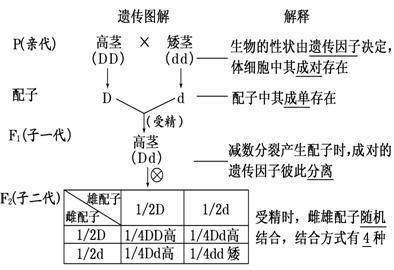 阿基米德定律的由来 分离定律 分离定律-理论由来，分离定律-基本类型