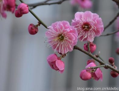 梅花开了美文 梅花开了