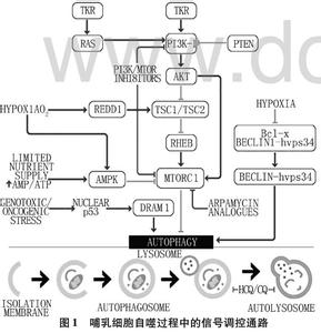 bcl 2和bax与凋亡 bcl-2 bcl-2-基因概述，bcl-2-敏感凋亡