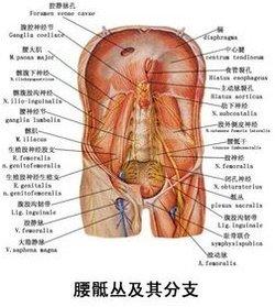 腰骶部疼痛的原因 腰骶部 腰骶部-疼痛原因，腰骶部-症状