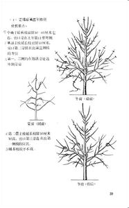 果树整形修剪技术图解 图解果树修剪技术 图解果树修剪技术-内容介绍，图解果树修剪技术