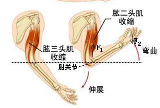 草诀百韵歌详细注解 腕 腕-腕注解，腕-详细注解