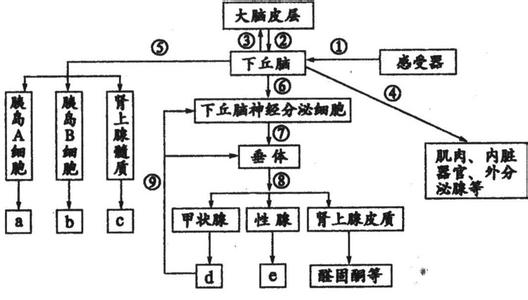 肾上腺激素分泌过多 肾上腺激素 肾上腺激素-基本概述，肾上腺激素-分泌与调节