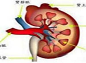 小儿肾母细胞瘤治愈率 小儿肾母细胞瘤 小儿肾母细胞瘤-概述，小儿肾母细胞瘤-病因