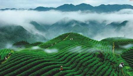 胡侦探传说11云雾村 云雾茶 云雾茶-传说，云雾茶-来历