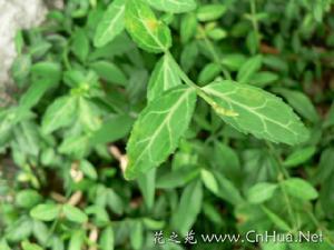 信息分类学 扶芳藤 扶芳藤-物种信息，扶芳藤-分类学