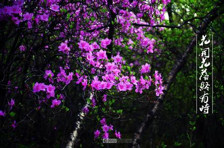 花开花落下一句是什么 花开花落