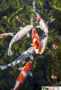 物种起源 日本锦鲤 日本锦鲤-物种起源，日本锦鲤-外形特征