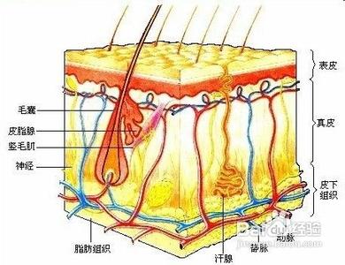 角质层组成 角质层 角质层-基本介绍，角质层-组成