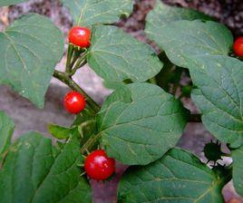 茄子形态特征 茄属 茄属-基本资料，茄属-形态特征