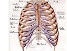 肋骨骨折临床表现 肋骨骨折 肋骨骨折-病因介绍，肋骨骨折-临床表现