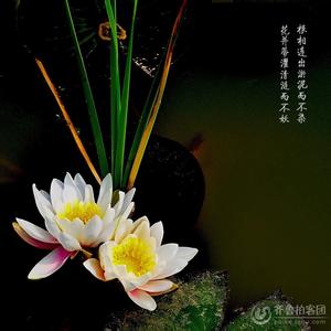 极品家丁花开并蒂中 花开并蒂