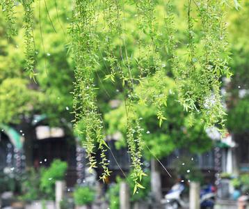 柳絮季节 柳絮是什么季节？