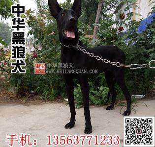 黑狼犬有几个品种 黑狼犬 黑狼犬-品种分类，黑狼犬-简介