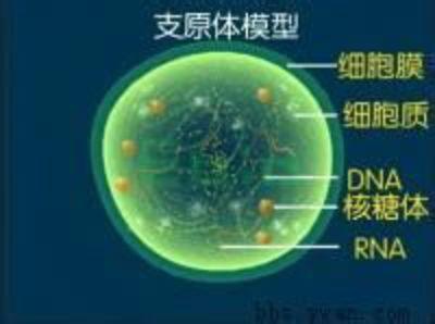 支原体感染怎么引起的 支原体感染 支原体感染-支原体感染概述，支原体感染-引起支原体