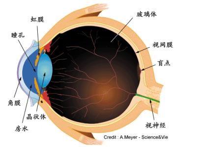 眼睛的基本结构 眼睛 眼睛-基本简介，眼睛-器官结构