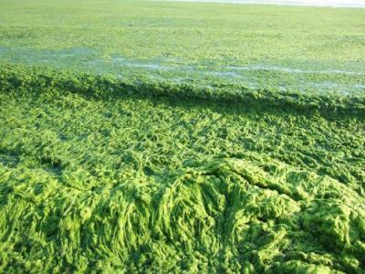 泉州地区浒苔批发市场 浒苔是什么