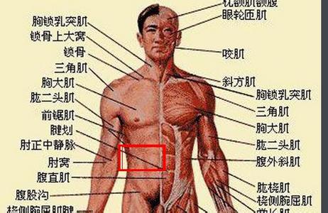 女人右侧肋骨下方疼痛 右肋骨下方疼痛怎么办