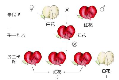 孟德尔遗传学 孟德尔遗传学-基本概述，孟德尔遗传学-发展阶段