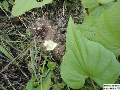 绵萆解 绵萆解 绵萆解-绵萆解，绵萆解-正文