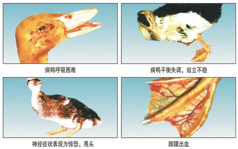 磺胺类药物中毒 鸡磺胺类药物中毒 鸡磺胺类药物中毒-概述，鸡磺胺类药物中毒-临