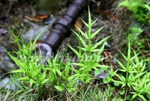 铝合金化学成份 铁角凤尾草 铁角凤尾草-基本概述，铁角凤尾草-化学成份