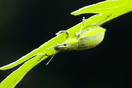 长角糖芥 长角糖芥-基本信息，长角糖芥-产地分布