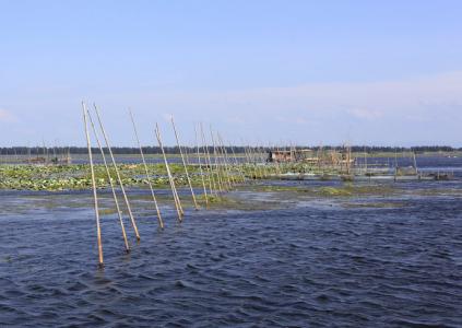 洪湖水浪打浪 洪湖浪 洪湖浪-洪湖浪