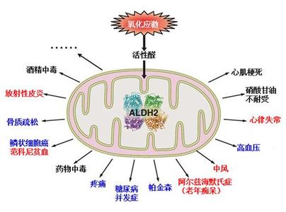 乙醛脱氢酶 乙醛脱氢酶 乙醛脱氢酶-简介，乙醛脱氢酶-性质